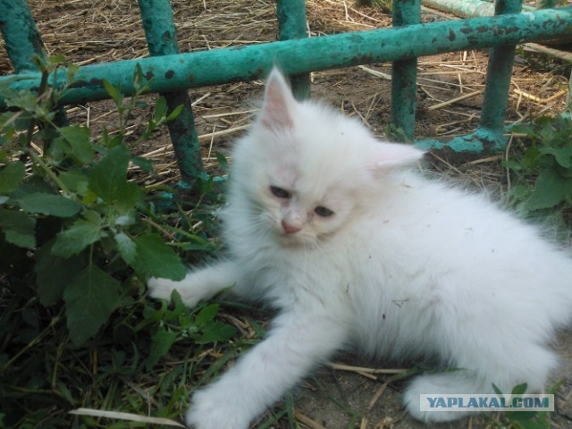 Котовторник 23.07.2013