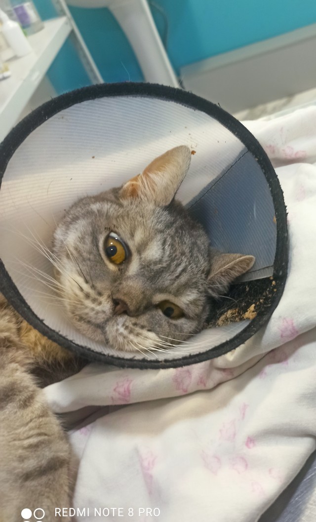 Ну вот и моя кошка ушла на радугу. 9 лет