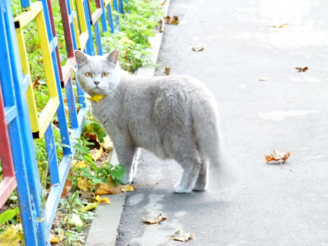 Котовторник на 24.09.2013г