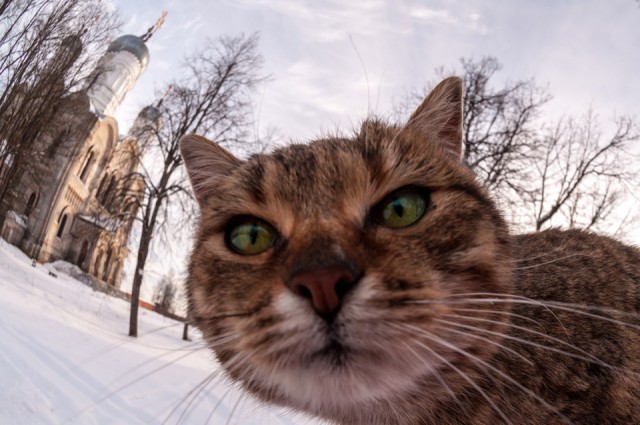 Котовторник 4.02.2014