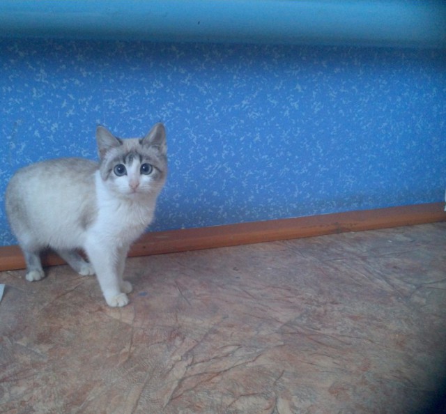 Котовторник 04.03.2014