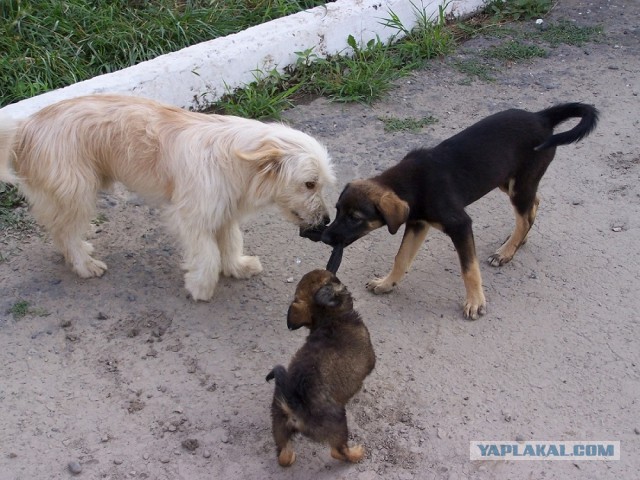 Путин сеет панику в Европе... Даже не открывая рта