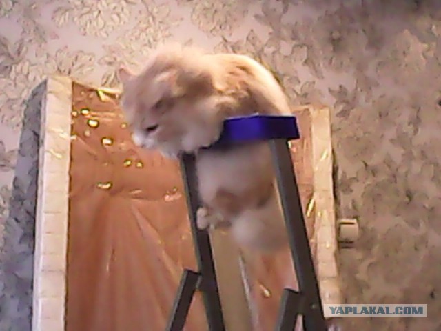Котовторник 20.05.2014