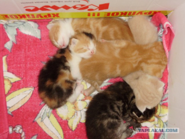 Котовторник 17.06.2014
