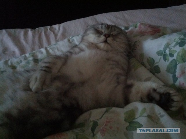 Котовторник 22.07.14