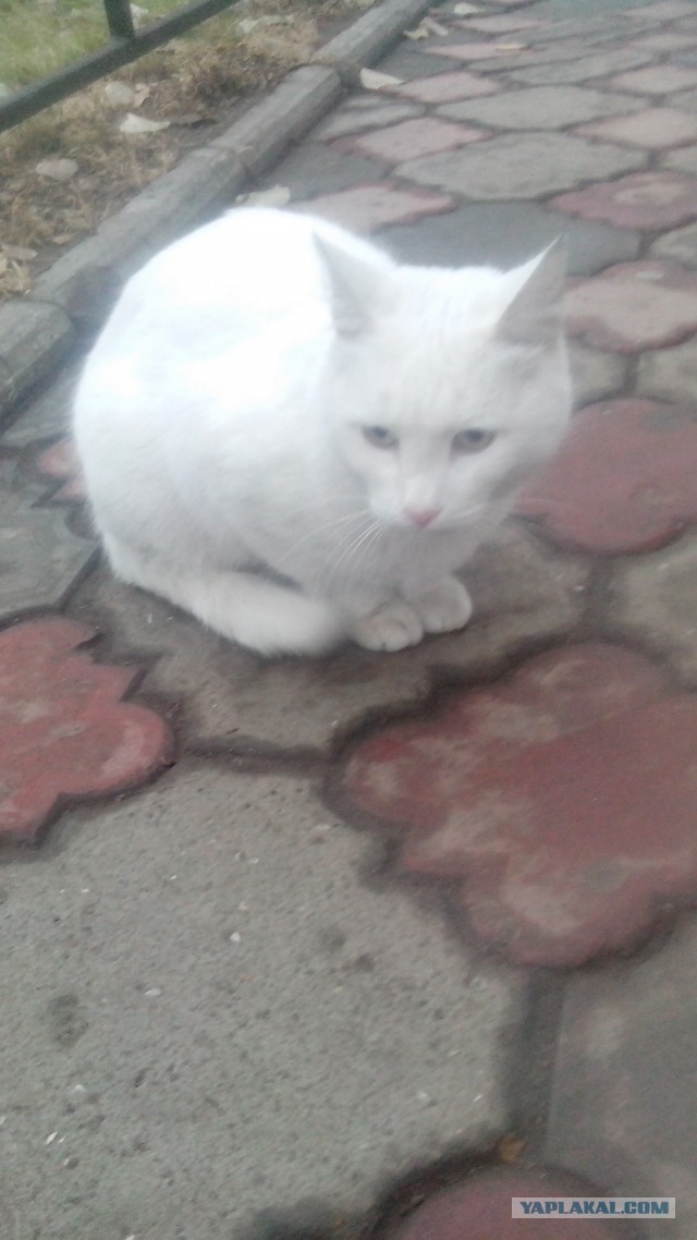 Котовторник 11.11.2014