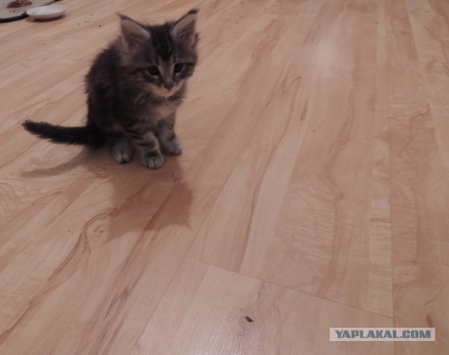 Котовторник