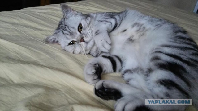Самые популярные клички кошек и котов