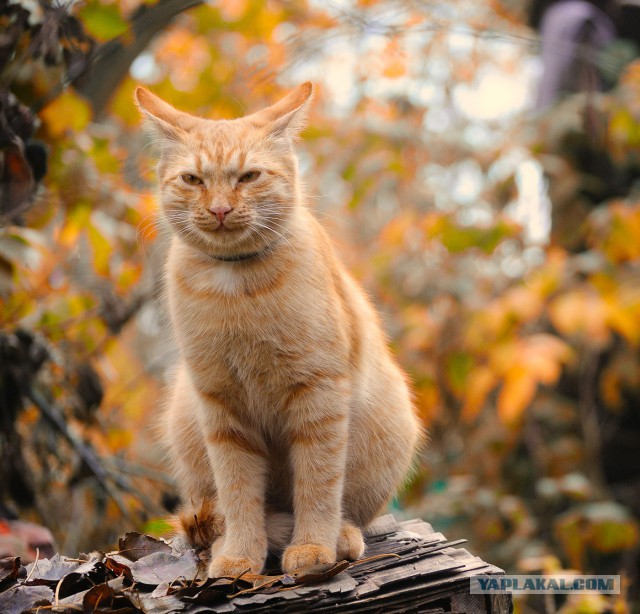 Котовторник 16.06.2015., Котовторник наступил!