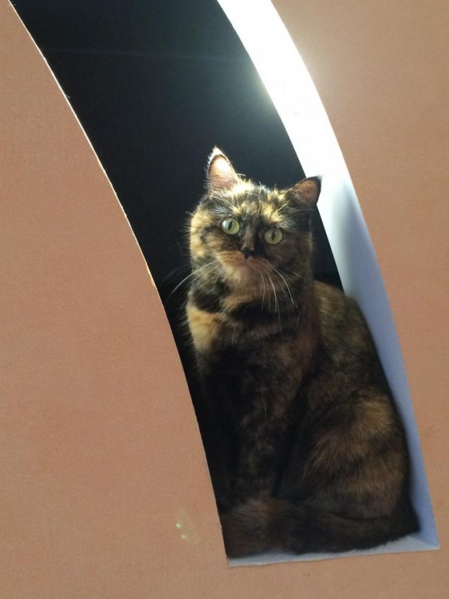 Котовторник 13.10.2015