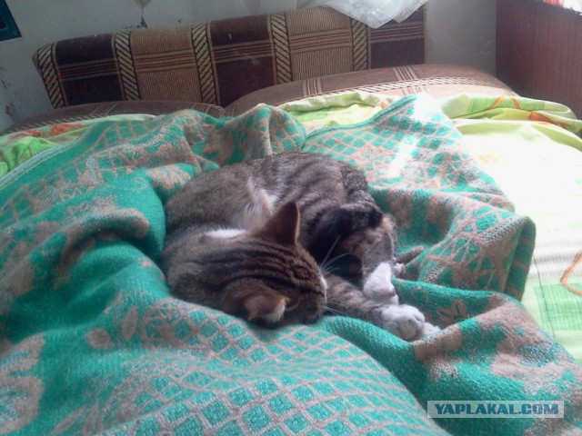 Котовторник 13.10.2015