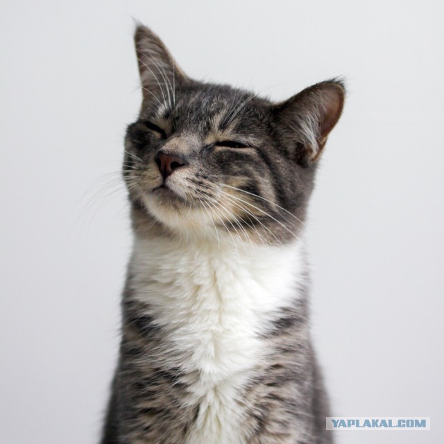 Котовторник