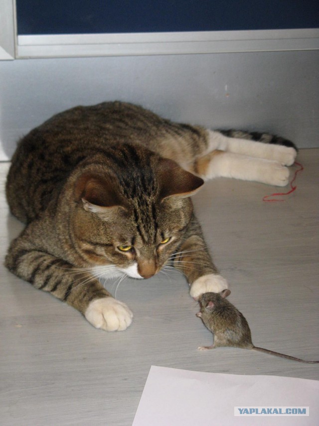 Пост про котэ