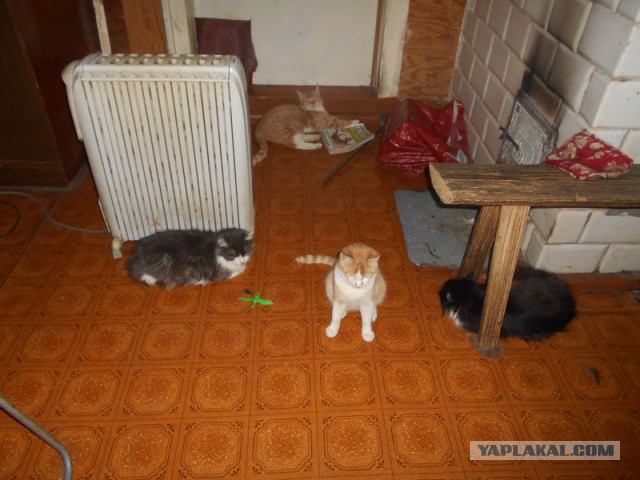 Жизнь домашнего приюта для котеек 105