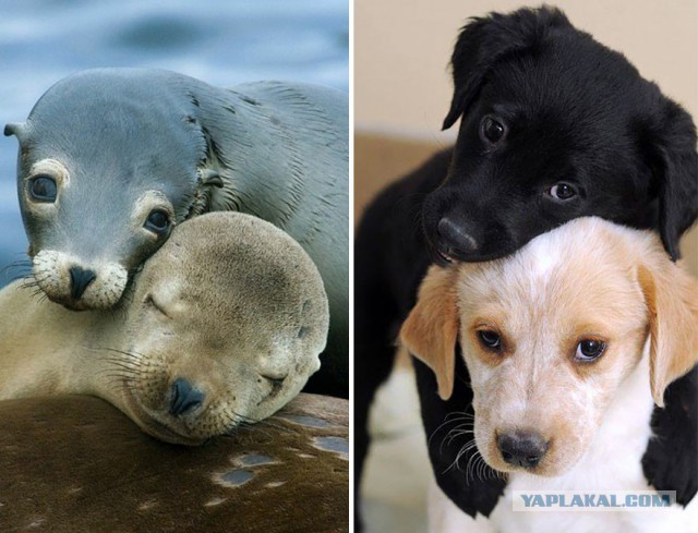 Тюлени - самые настоящие щенки океана