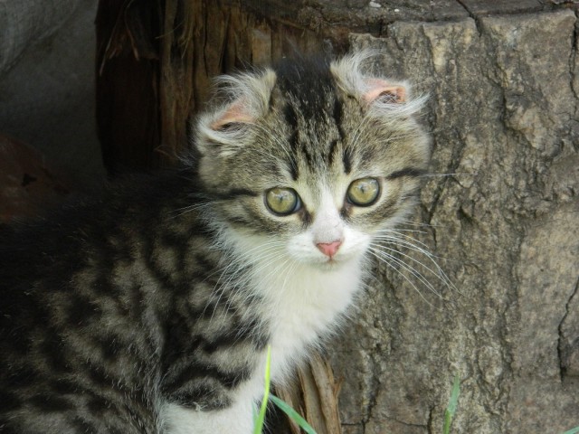Котовторник 07.06.2016