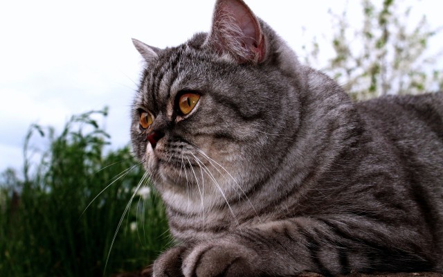 Коты и Кошки