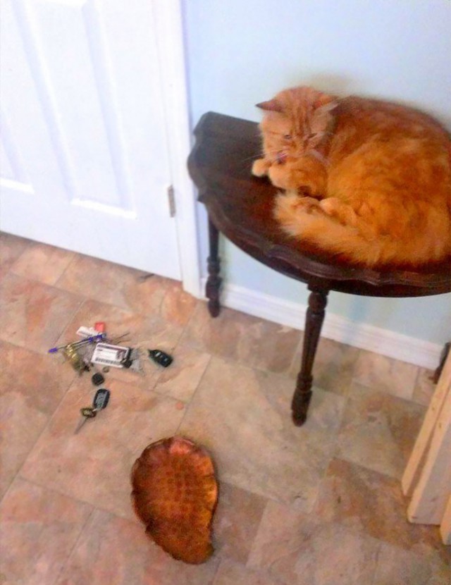 Коты и Кошки
