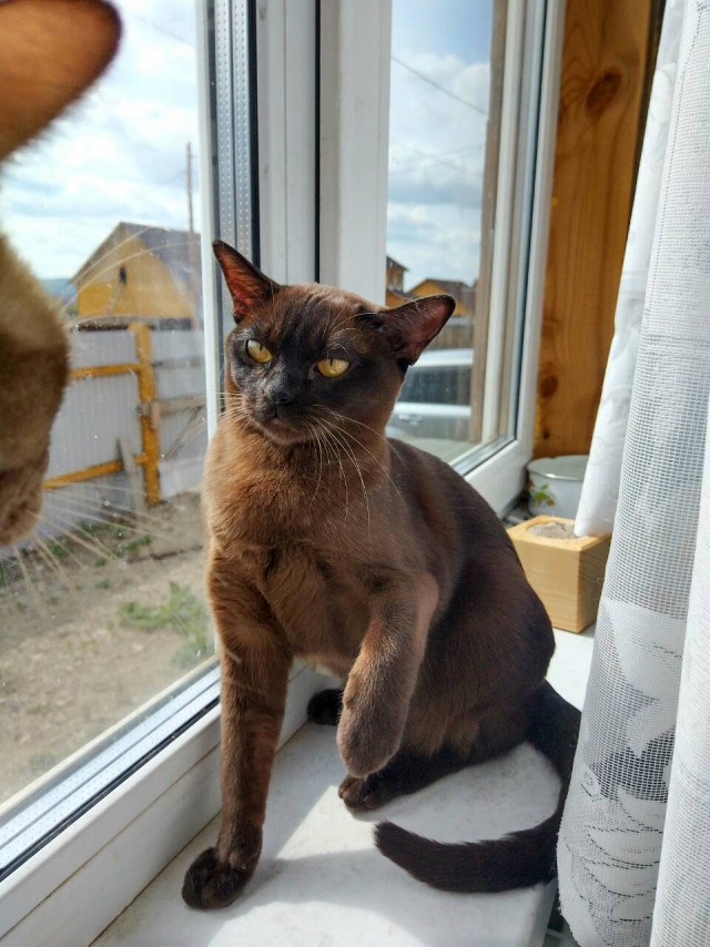 Котовторник 29.08.2017