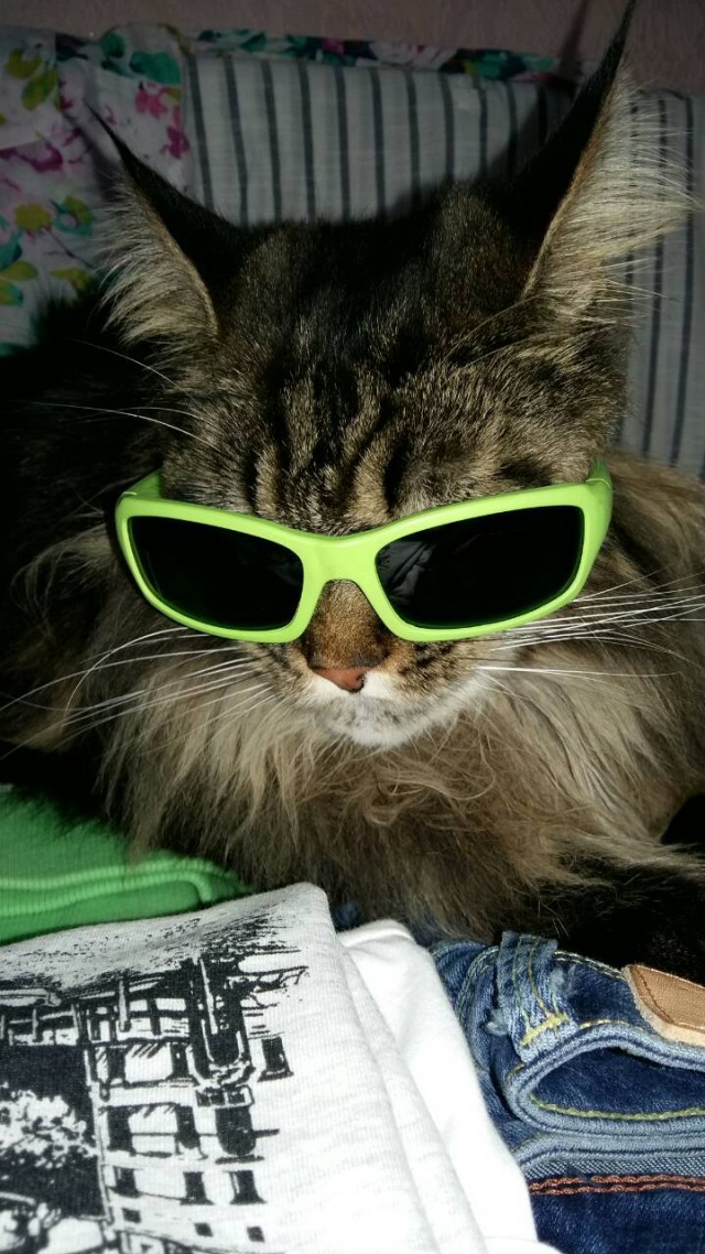 Котовторник 9.01.2018