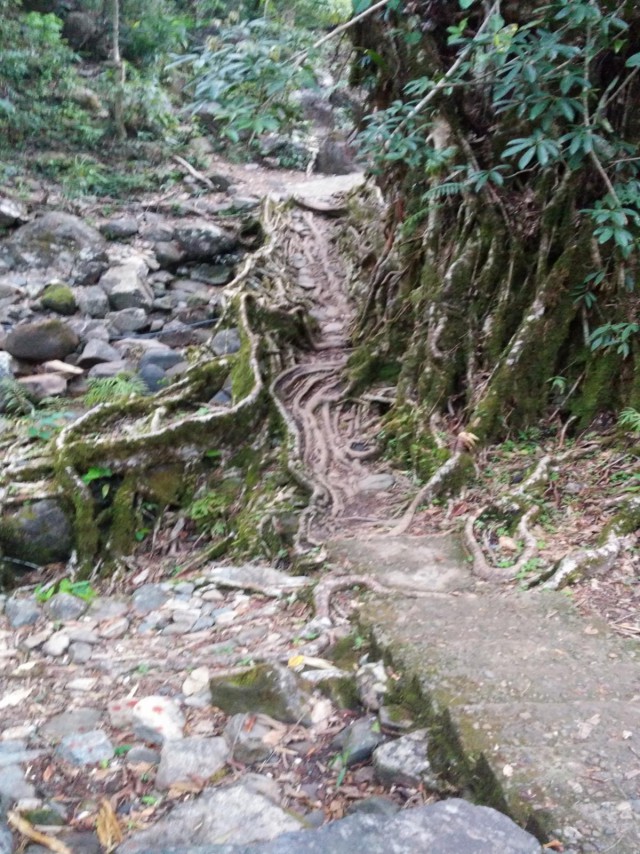 К живым мостам и обратно. Заметки из Индии