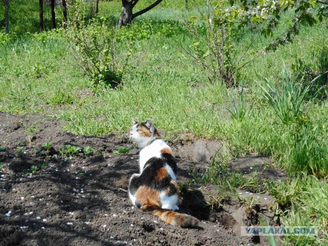 Котовторник