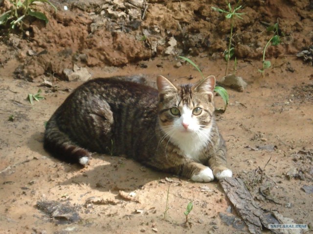 Котовторник на ЯПлакалъ!