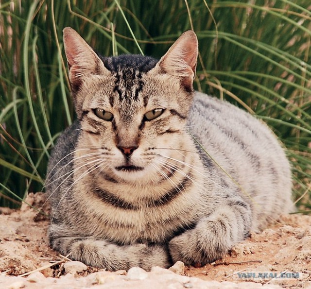 Уррааа! Котовторник на ЯПлакалъ!