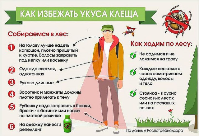 О клещах и беспечности