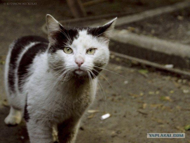 Ударим КОТОВТОРНИКОМ по УГ-постингу