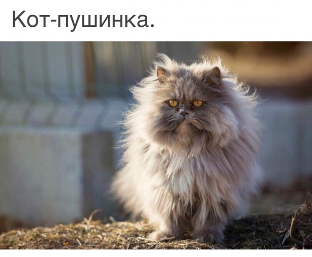 Немного милоты