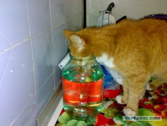 Прикольных котов пост