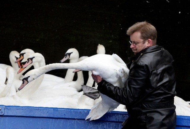 Гуси-лебеди едут на зимовку