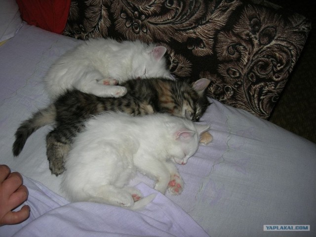 Котовторник: начало