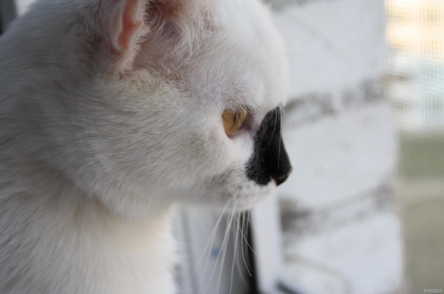 Котовторник