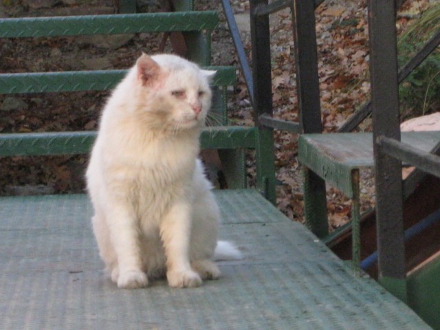 Котовторник 4.01.2011 - первый котовторник года