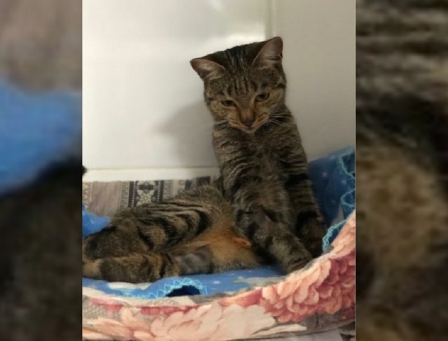 «Аномалией поигрались и выбросили»: в Волгограде в подъезде нашли кошку с врождённым уродством