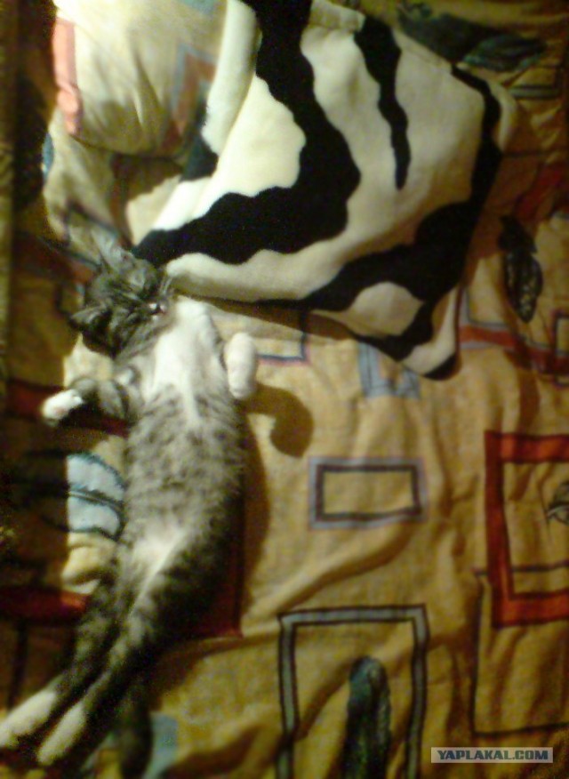 Котовторник с Максом