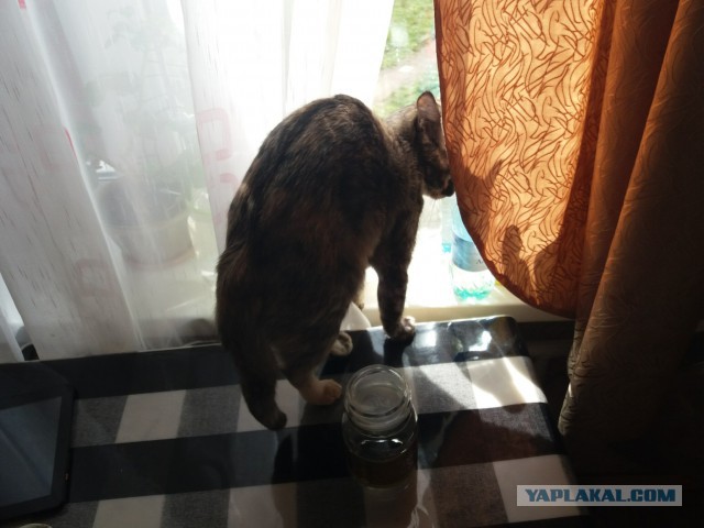 Котовторник (20.11.18)