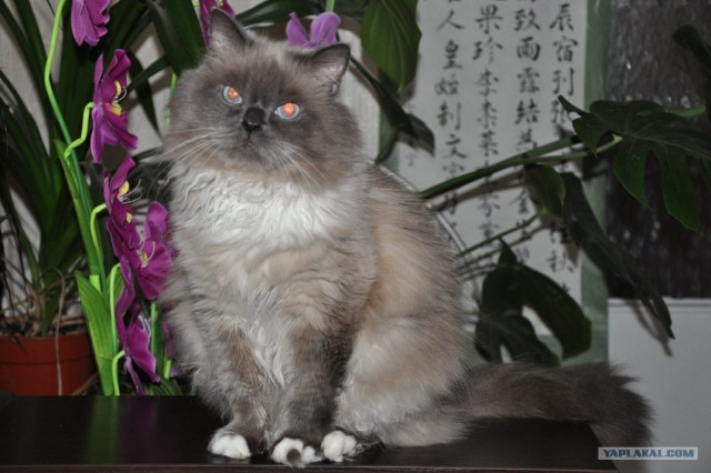 Котовторник 1.11.11
