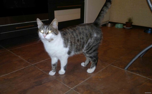 Котовторник 06.12.2011