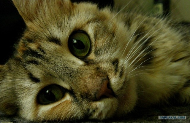 Котовторник  4.09.12