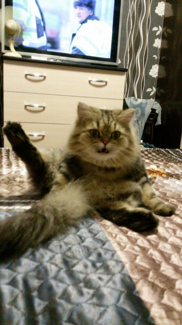 Забавные фото котеек