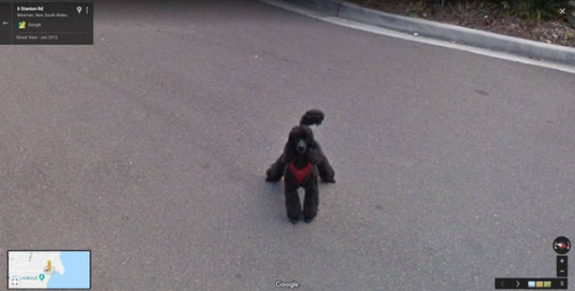 Google Street View показал топ-10 животных, случайно попавших в кадр