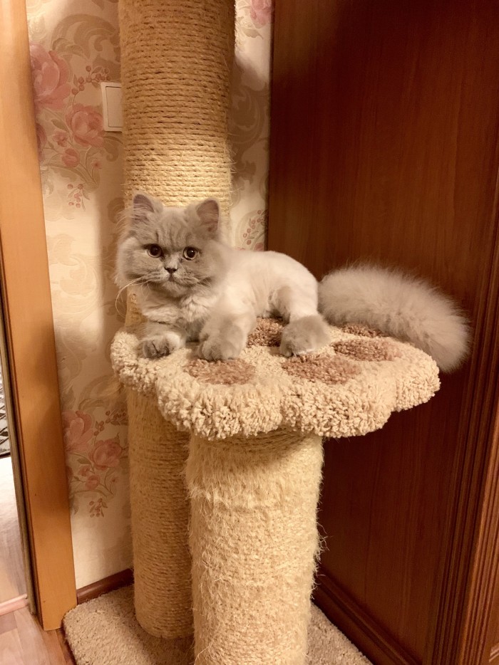 Котовторник от генерала мяу