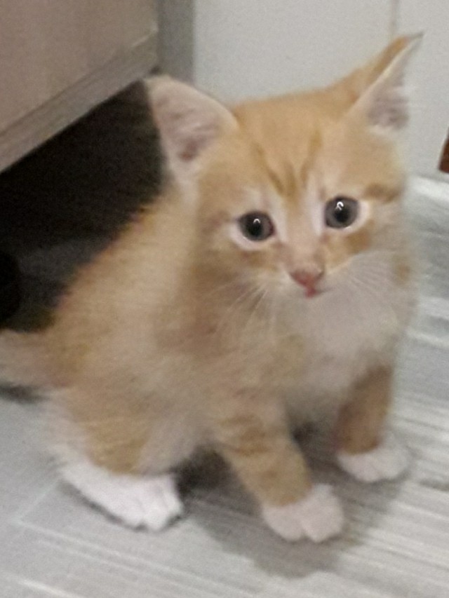 Забавные фото котеек