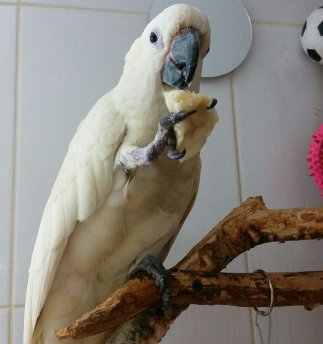 Живность из сети