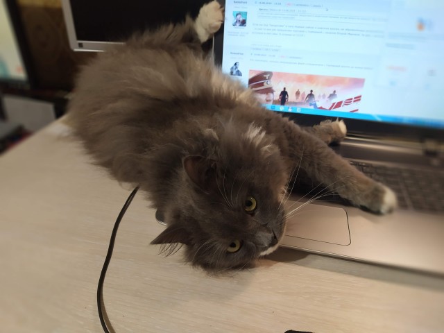 Кот отжал автомобиль