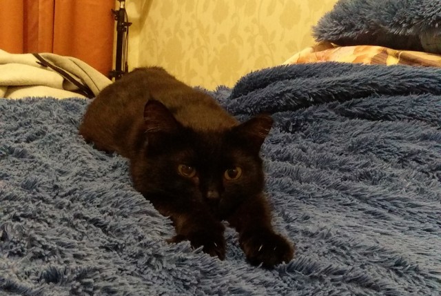 Котовторнику посвящается