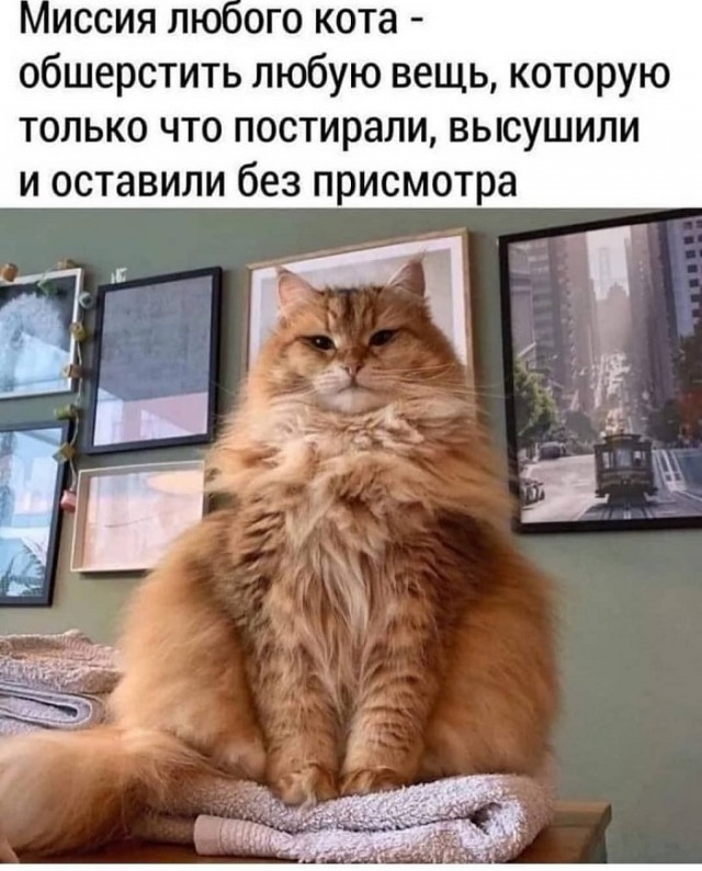 Картинки с надписями и котами